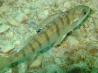Fisch